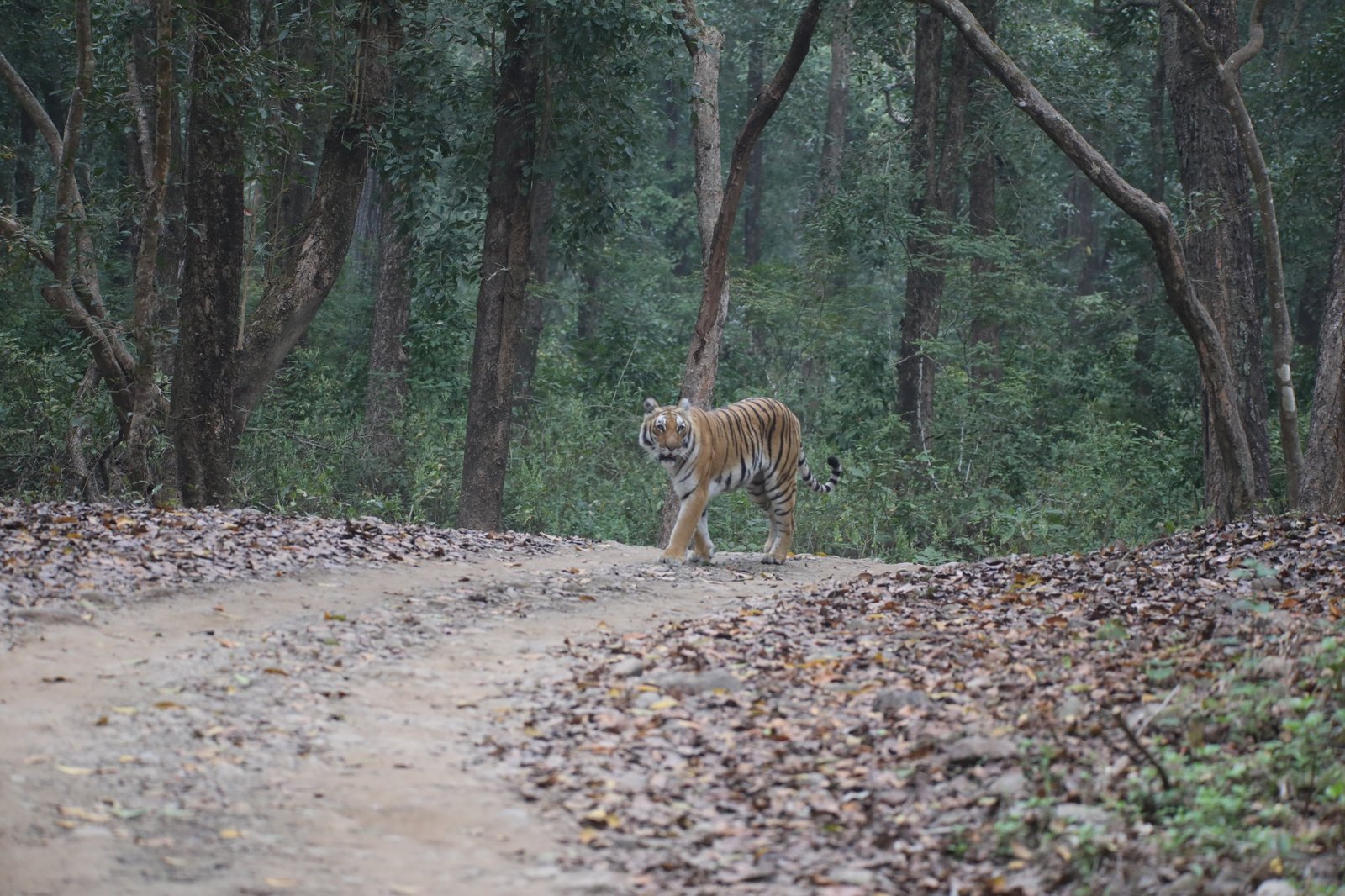 Representative Dhikala tiger image