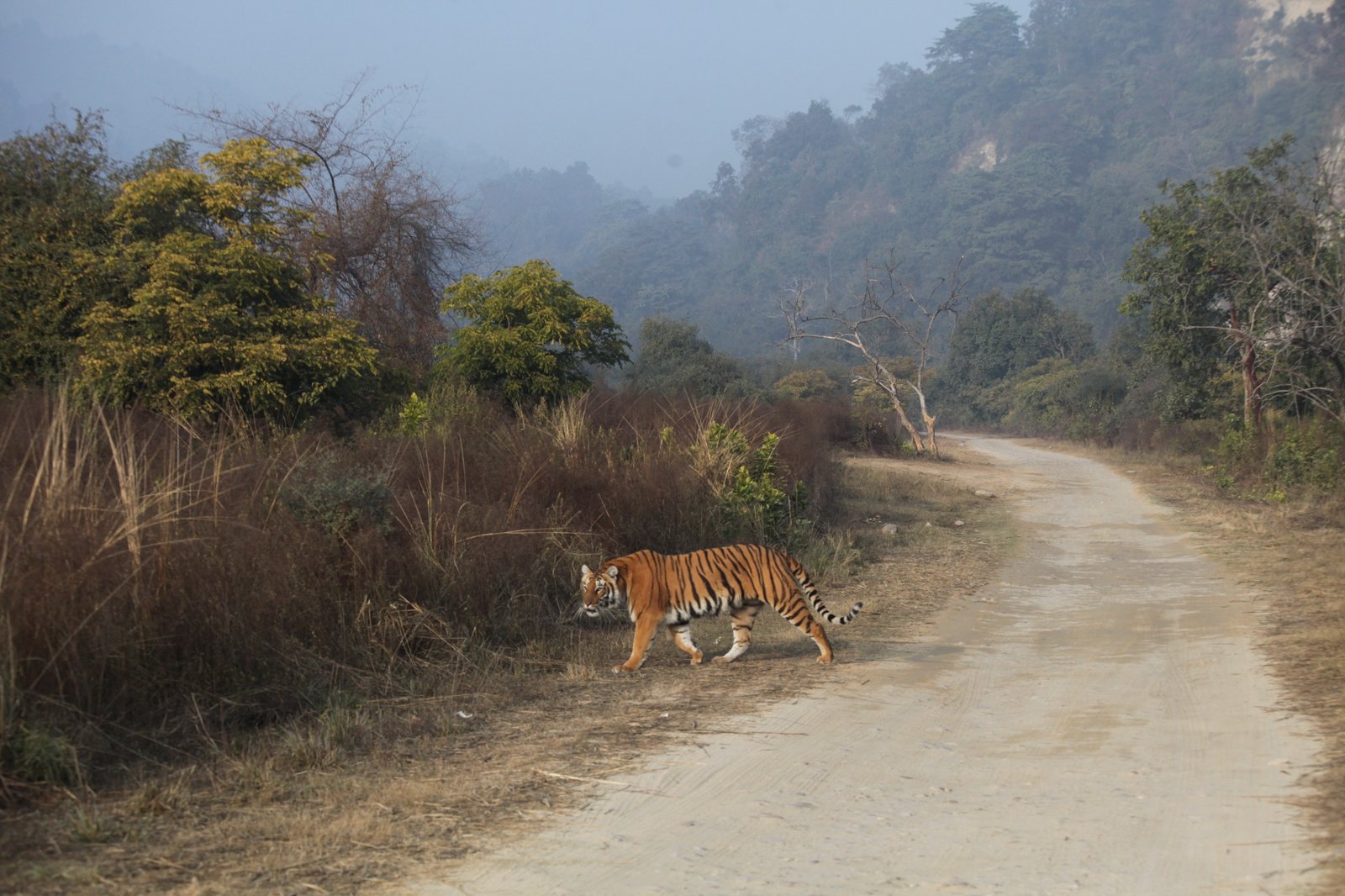 Representative road to Dhikala image