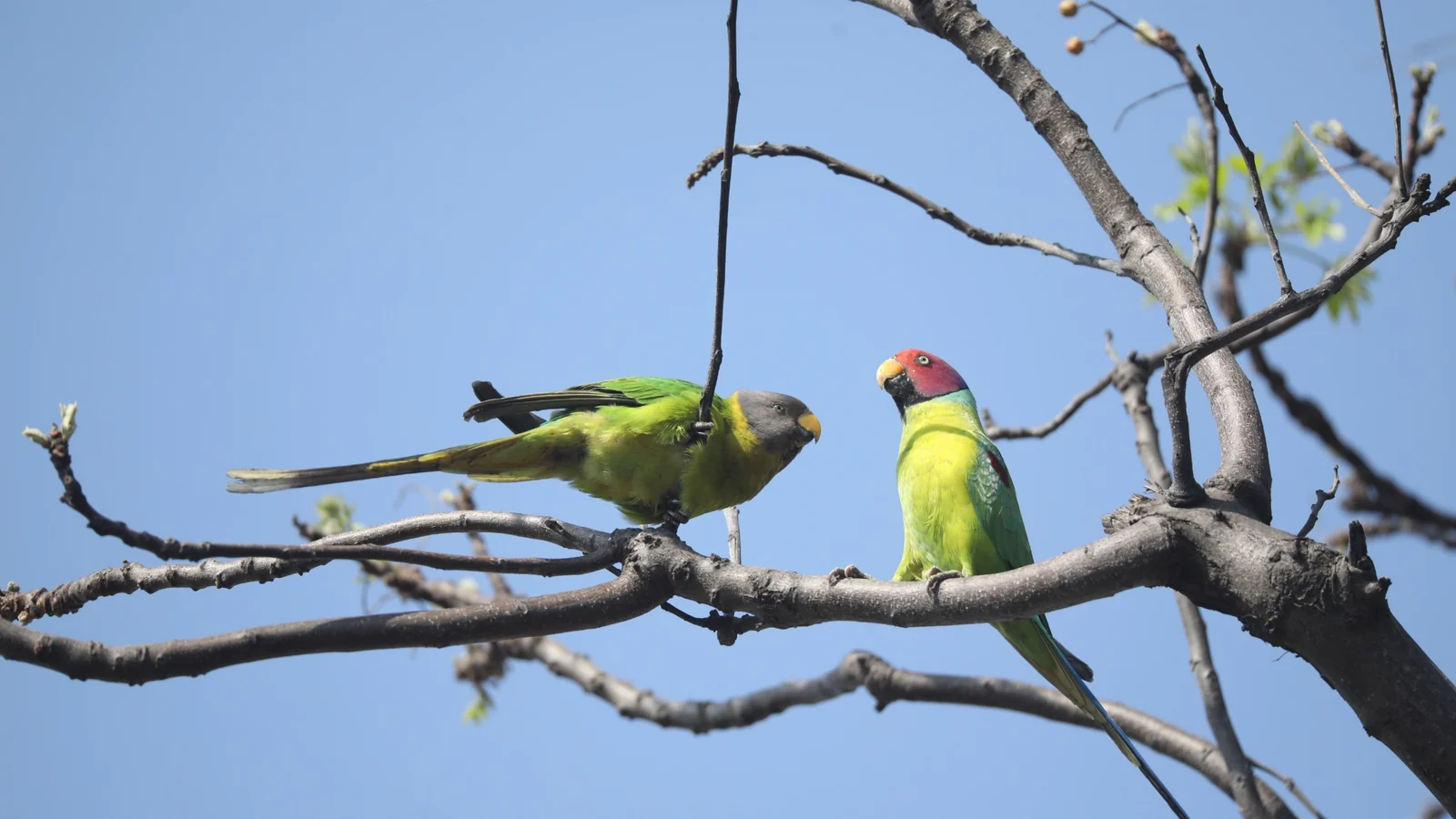 Dhikala forest and wildlife photograph