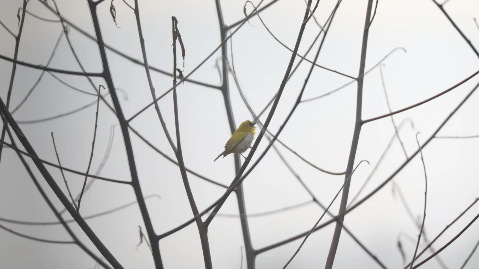Dhikala forest and wildlife photograph