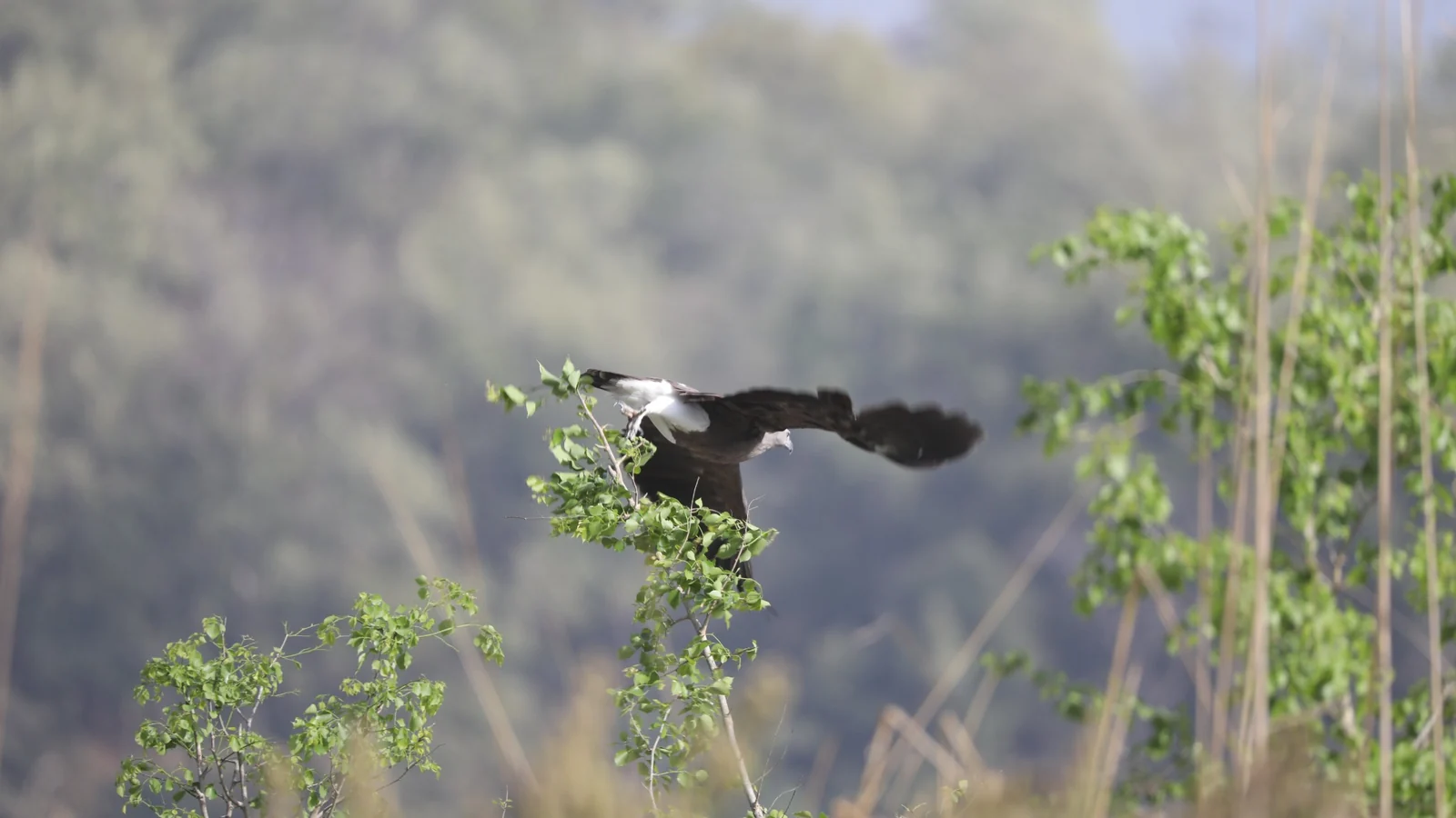 Dhikala forest and wildlife photograph