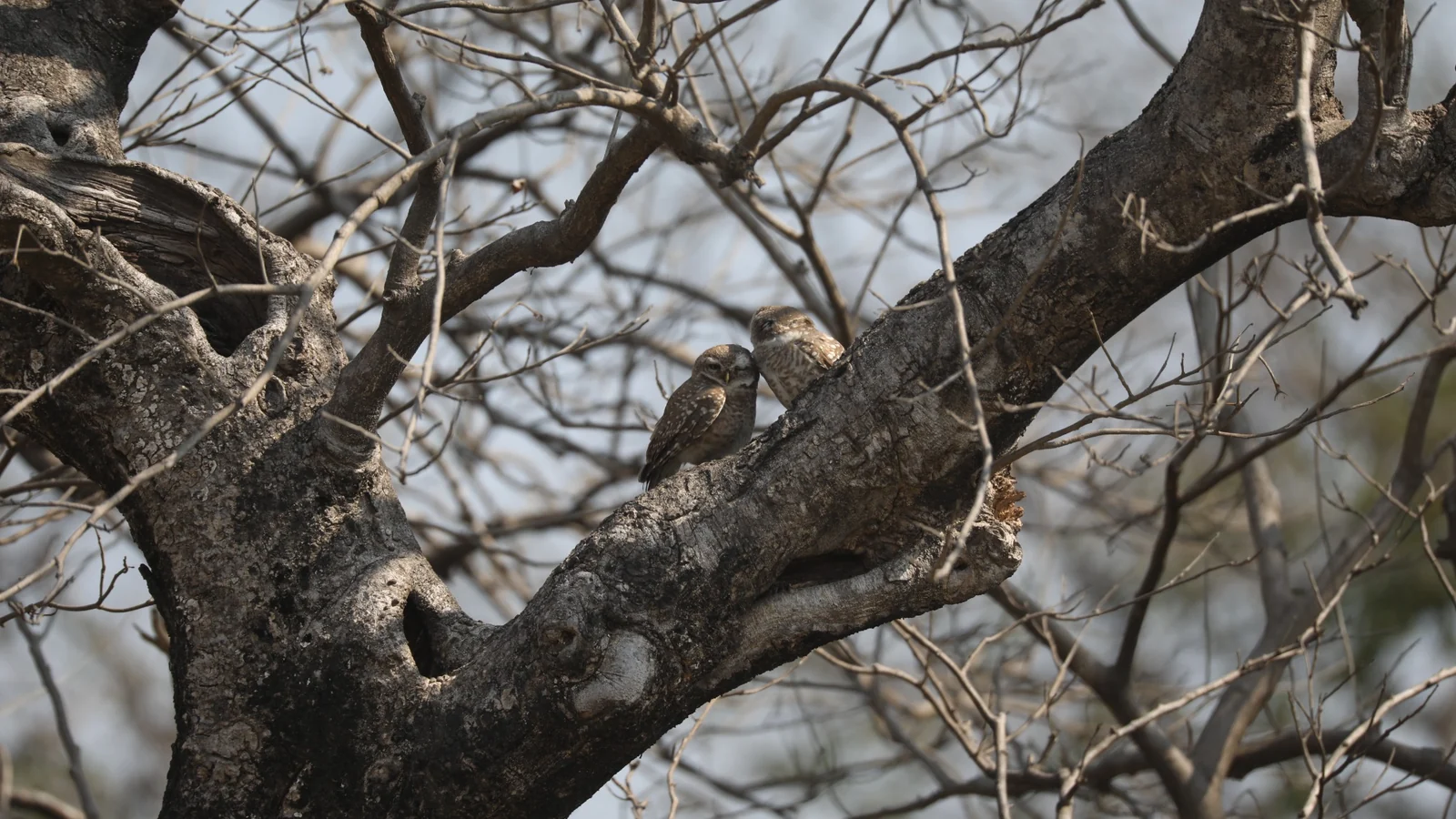 Dhikala forest and wildlife photograph