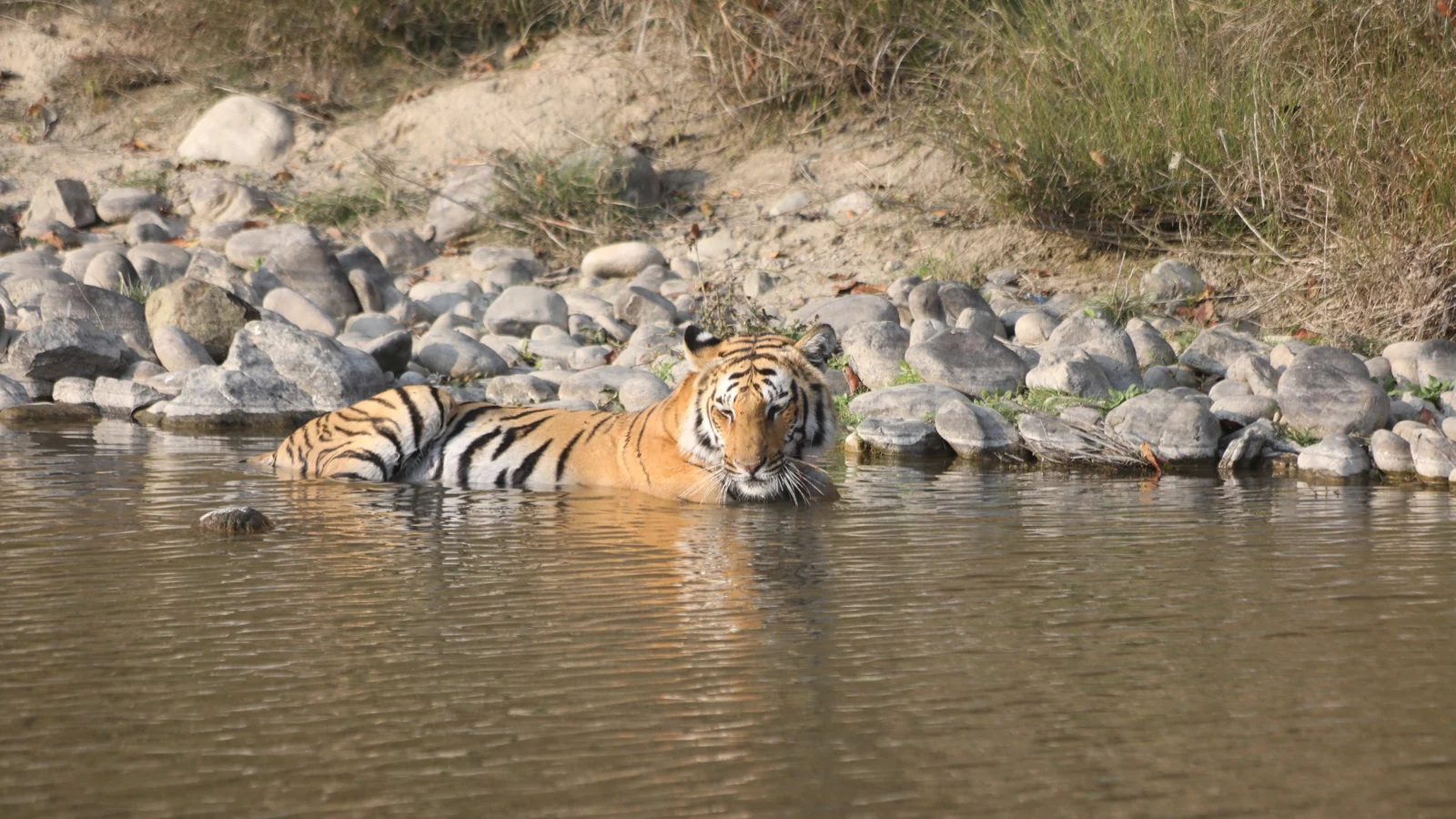 Dhikala forest and wildlife photograph