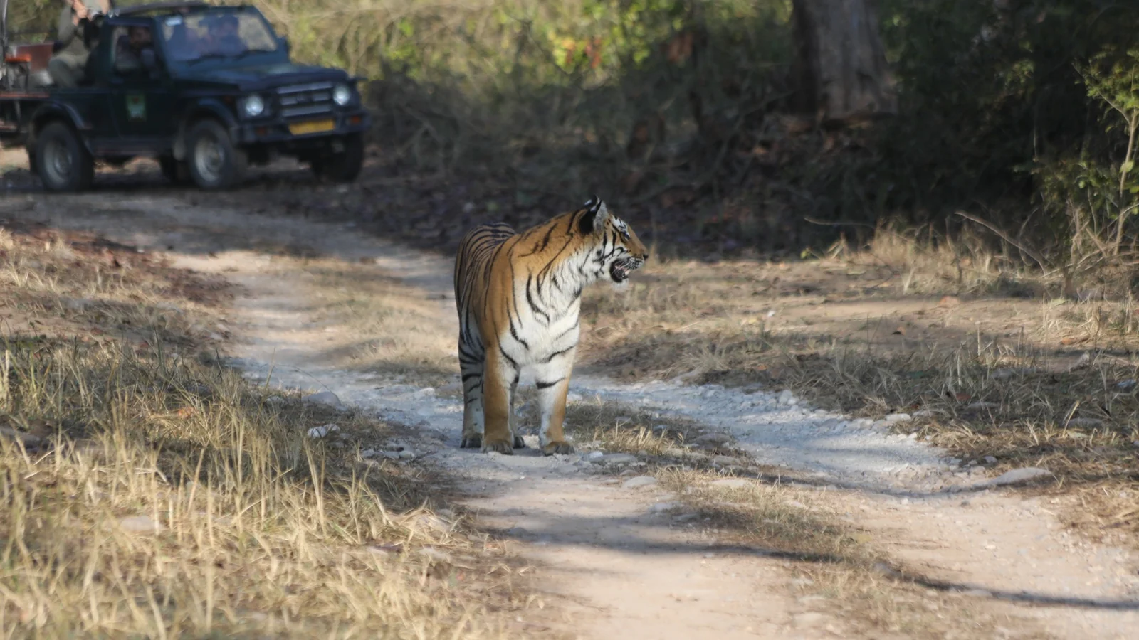 Dhikala forest and wildlife photograph
