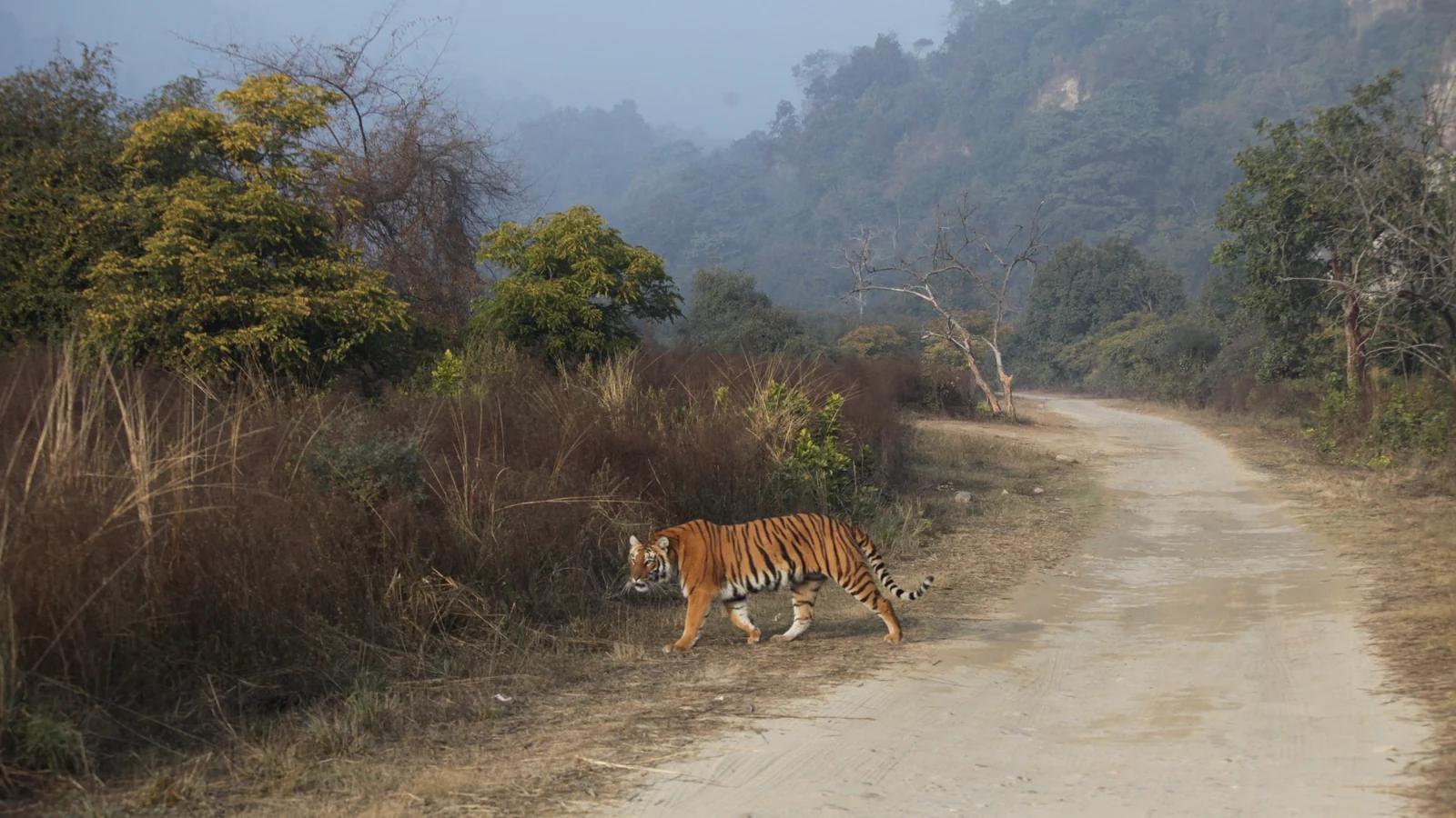 Dhikala forest and wildlife photograph