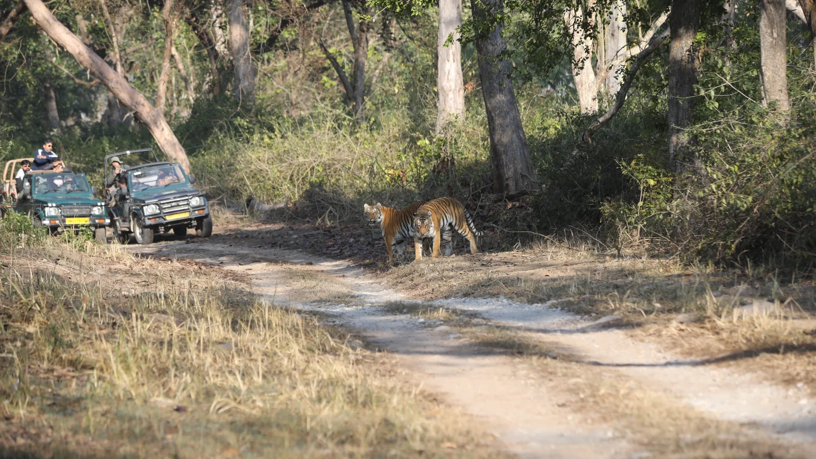 Dhikala forest and wildlife photograph