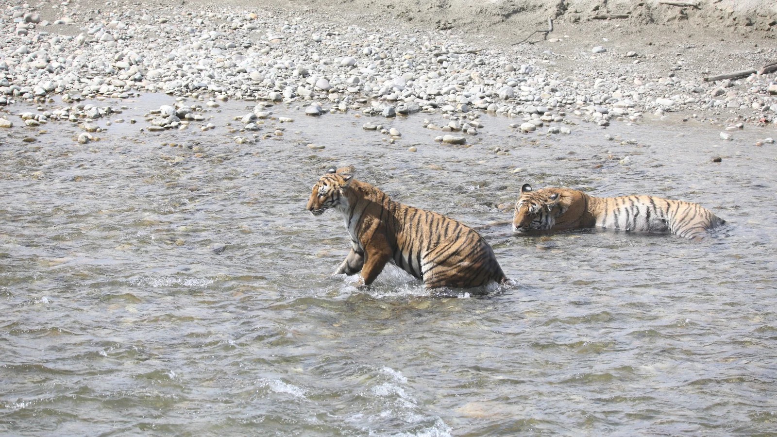 Dhikala forest and wildlife photograph