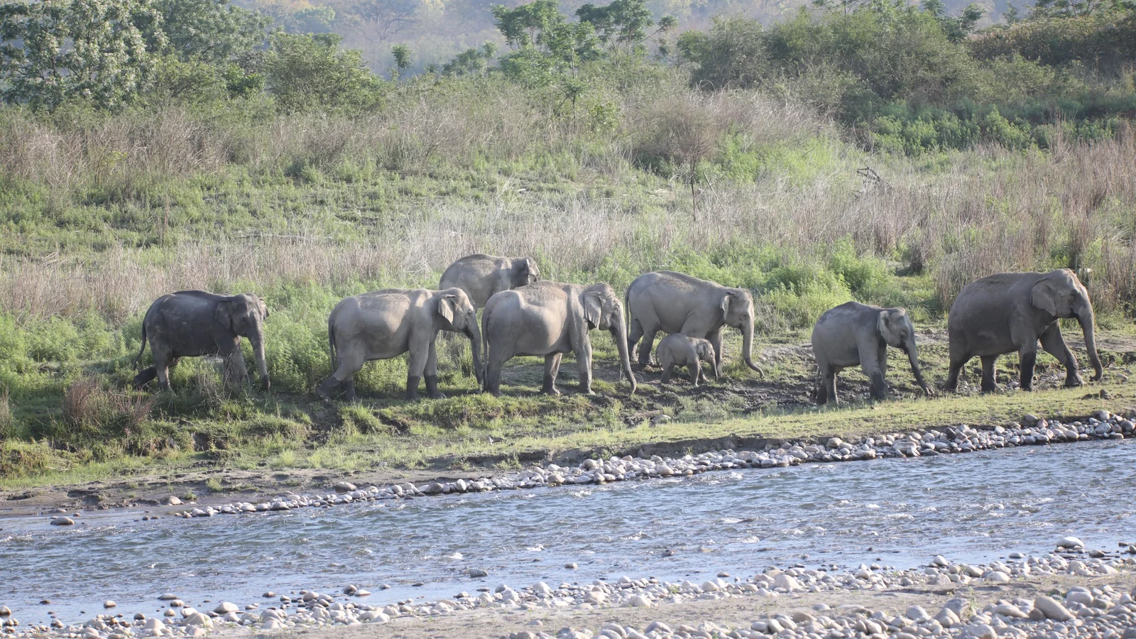 Dhikala forest and wildlife photograph